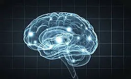 Brain.jpg